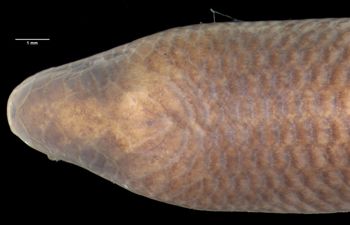 Media type: image;   Herpetology R-85758 Aspect: head dorsal